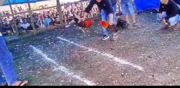 Arena Judi Sabung Ayam Bahomakmur Beroperasi Terang-Terangan, Penegakan Hukum Morowali Dipertanyakan