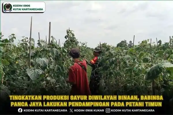 Tingkatkan Produksi Sayur Diwilayah Binaan, Babinsa Panca Jaya Lakukan Pendampingan Pada Petani Timun