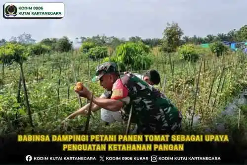 Babinsa Dampingi Petani Panen Tomat Sebagai Upaya Penguatan Ketahanan Pangan