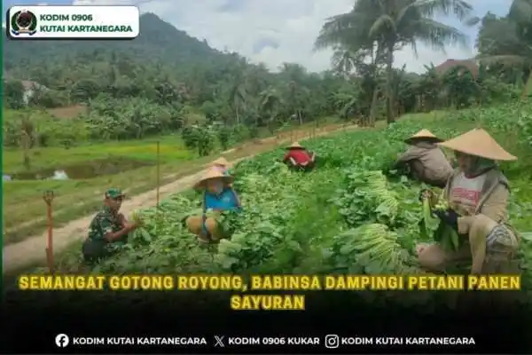 Semangat Gotong Royong, Babinsa Dampingi Petani Panen Sayuran