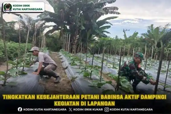 Tingkatkan Kesejahteraan Petani Babinsa Aktif Dampingi Kegiatan Di Lapangan
