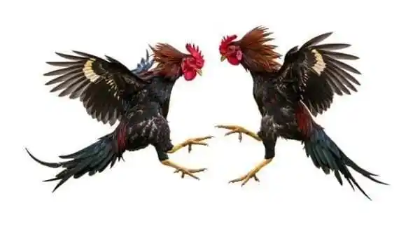 Dugaan Praktik Judi Sabung Ayam dan Dadu di Sejumlah Wilayah Kediri Kembali Disorot, Warga Sebut Penindakan Masih Sebatas Seremonial