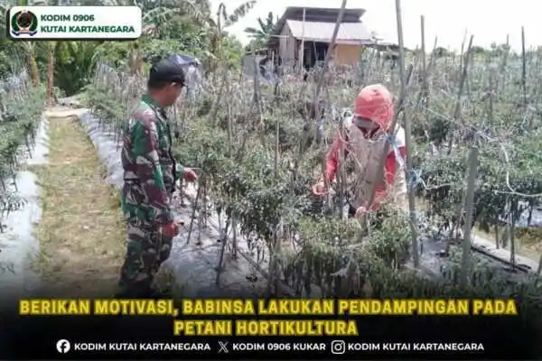Berikan Motivasi, Babinsa Lakukan Pendampingan Pada Petani Hortikultura