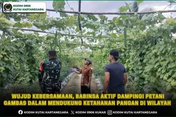Wujud Kebersamaan, Babinsa Aktif Dampingi Petani Gambas Dalam Mendukung Ketahanan Pangan Di Wilayah