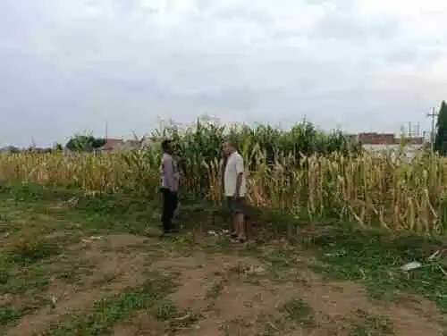 Polisi Sambangi Petani Jagung di Triwung Lor, Siap Bantu Penanganan Hama hingga Pembersihan Lahan