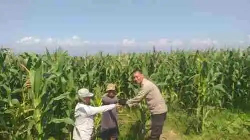 Polisi Sambangi Lahan Jagung di Wonoasih, Siap Dampingi Petani Hadapi Kendala di Lapangan
