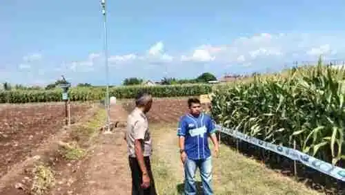 Polsek Sumberasih Monitoring Lahan Jagung 21,5 Hektare di Desa Pesisir, Dukung Ketahanan Pangan Nasional