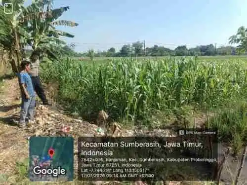 Dukung Program Ketahanan Pangan, Polsek Sumberasih Rutin Monitoring Lahan Jagung