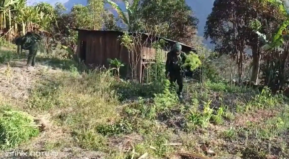 TNI Bersihkan Ladang Ganja di Yahukimo, 21.400 Batang Diamankan