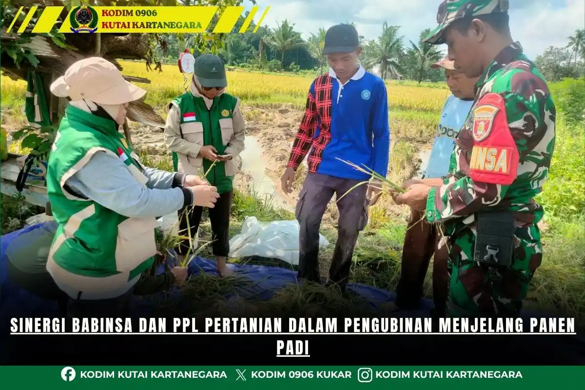 Sinergi Babinsa dan PPL Pertanian dalam Pengubinan Menjelang Panen Padi