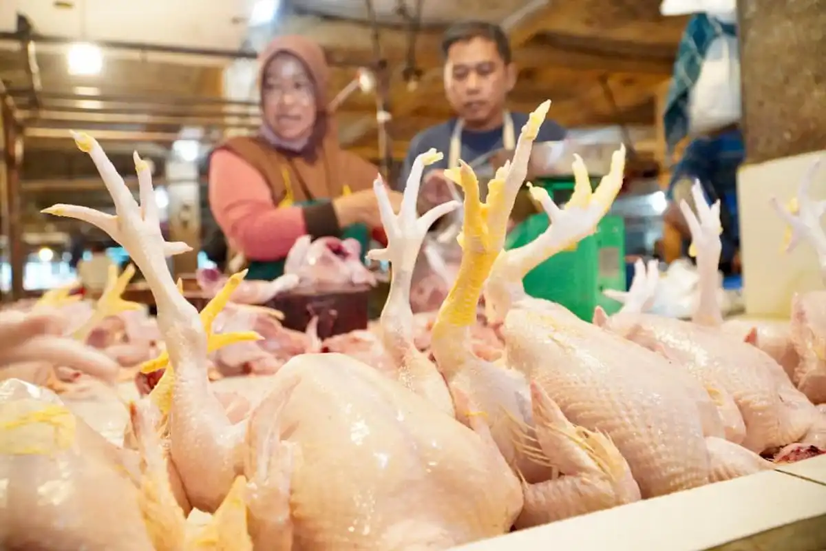 Bapanas Siapkan Subsidi Distribusi untuk Menjaga Stabilitas Harga Ayam