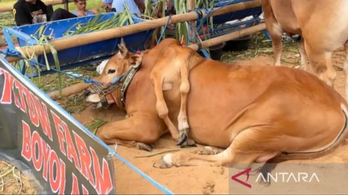 Sapi Madura Berkaki Enam dari Boyolali Menang Kelas Unik di Kontes Piala Presiden 2026