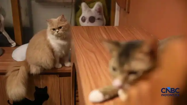 Dari Tekanan Darah hingga Kekebalan Tubuh: Temuan Studi tentang Manfaat Memelihara Kucing