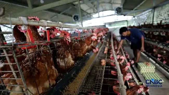 Harga Ayam Melemah, Biaya Pakan Menghimpit Peternak Mandiri