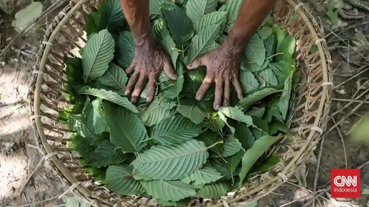 Indonesia Siapkan Hilirisasi Kratom dan Kemenyan, Potensi Ekspor Jadi Sorotan
