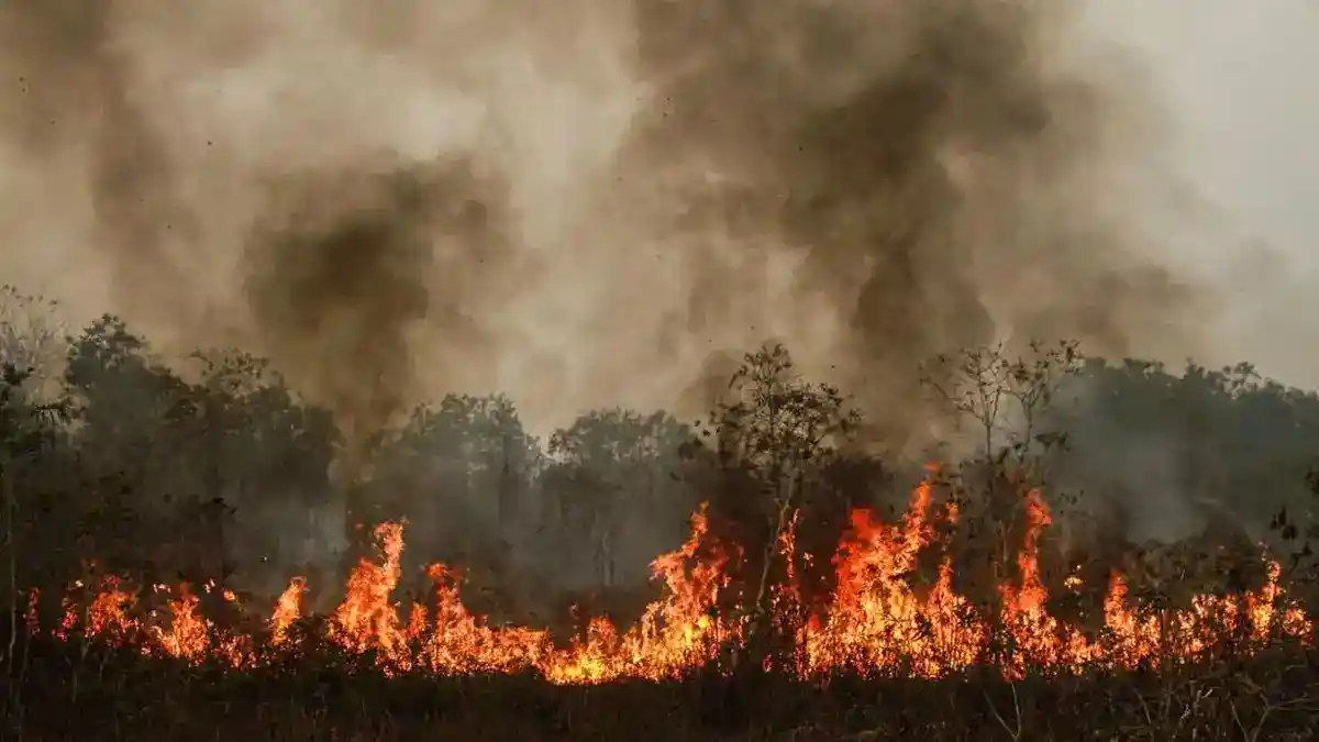 Enam Korporasi di Kalimantan Kena Pembekuan Izin dan Sanksi Pemulihan Karhutla