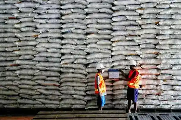 Produksi Padi dan Jagung Menguat, Serapan Bulog Lampaui Target