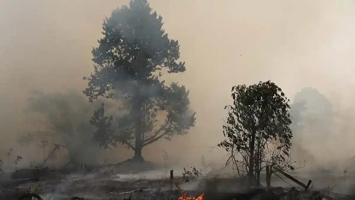 Karhutla di Sekitar IKN Disebut Tak Menghambat Pembangunan