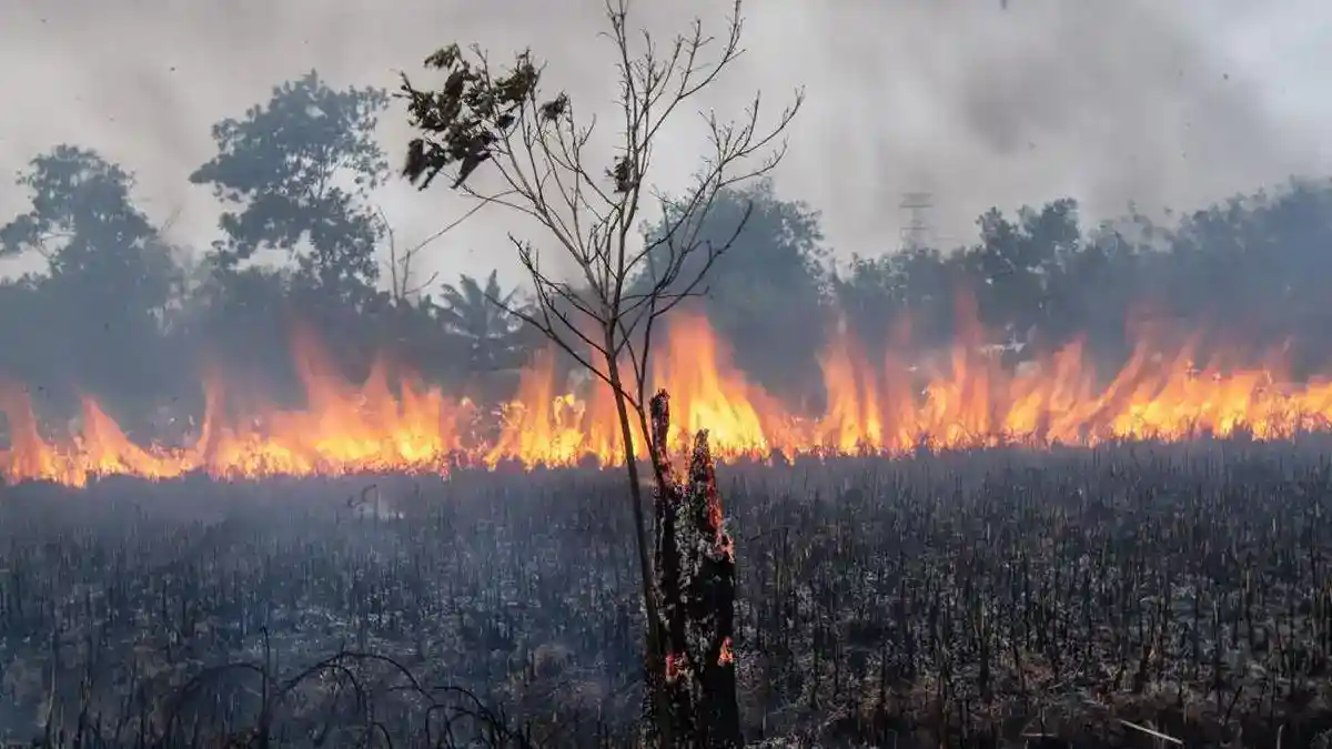 DPRD Sumsel Desak Penegakan Hukum atas Dugaan Keterlibatan Korporasi dalam Karhutla