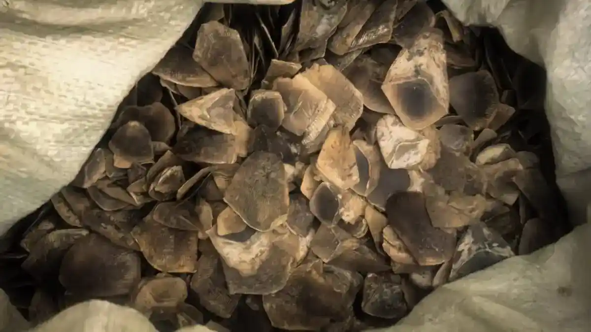 Pengungkapan Perdagangan Sisik Trenggiling di Bekasi: 320 Kilogram Disita