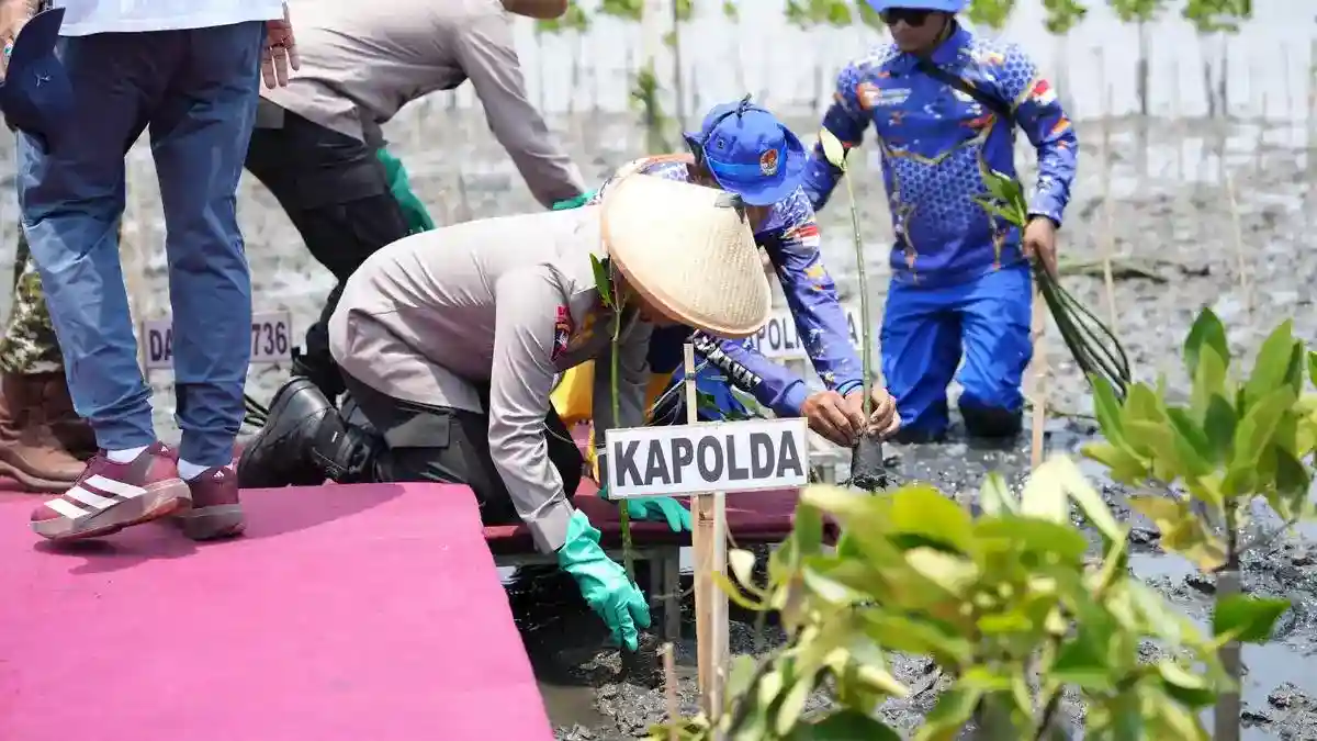 Mangrove Jadi Upaya Hadapi Abrasi dan Rob di Pesisir Batang