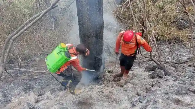 Tiga Wilayah di Jawa Tangani Kebakaran Hutan dan Lahan