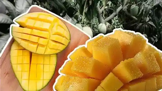 Produksi Mangga Indonesia Menyusut, Jawa Timur Tetap Memimpin