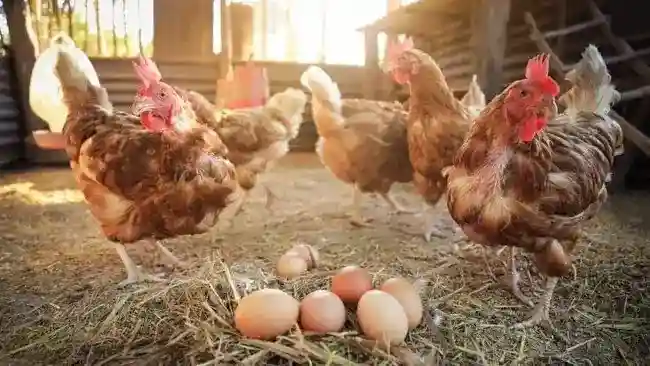 Usaha Peternak Telur di Jawa Barat Tertekan, Anggota Koperasi Menyusut