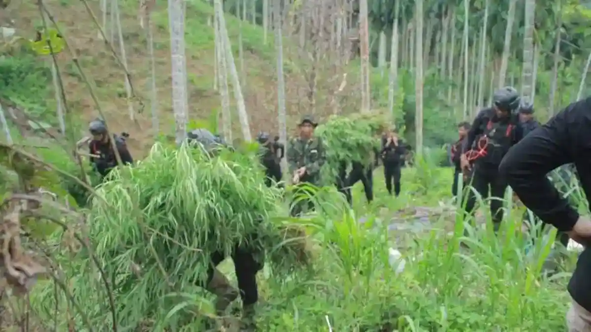 BNNP Aceh Ungkap Ladang Ganja 18 Hektare di Aceh Utara