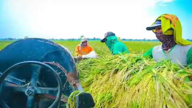 NTP Petani Indonesia Naik Menjadi 131,33%, Pemerintah Soroti Dampak Inovasi