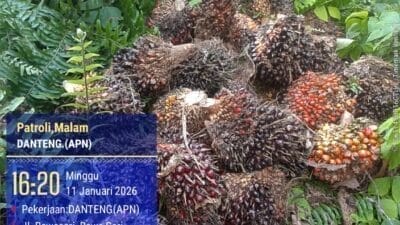 PT. Agrinas Sukaramai Labura Berdayakan Pekerjakan Masyarakat Sekitar, Hadapi Tantangan Pencurian