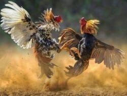 Hukum Tumpul di Hadapan Sabung Ayam, Masyarakat Bertanya: Siapa yang Melindungi?