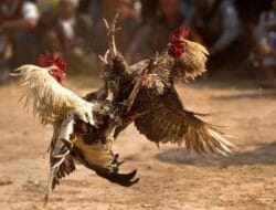 Judi Jalan Terus, Polisi Diam: Ada Apa dengan Polres Tulungagung?