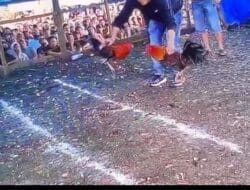 Arena Judi Sabung Ayam Bahomakmur Beroperasi Terang-Terangan, Penegakan Hukum Morowali Dipertanyakan