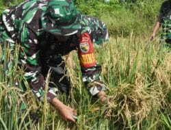 Program Ketahanan Pangan, Kodim 1710/Mimika Panen Padi Perdana