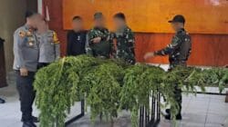 Satgas Swasembada Berhasil Ungkap Ladang Ganja di Pegunungan Bintang, Puluhan Tanaman Siap Panen Diamankan