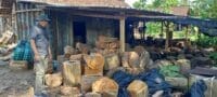 Dugaan Illegal Logging di Bojonegoro: Mengapa Hanya Berhenti di Pembinaan?