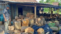 Dugaan Illegal Logging di Bojonegoro: Mengapa Hanya Berhenti di Pembinaan?