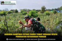 Babinsa Dampingi Petani Panen Tomat Sebagai Upaya Penguatan Ketahanan Pangan