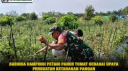 Babinsa Dampingi Petani Panen Tomat Sebagai Upaya Penguatan Ketahanan Pangan