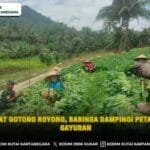 Semangat Gotong Royong, Babinsa Dampingi Petani Panen Sayuran