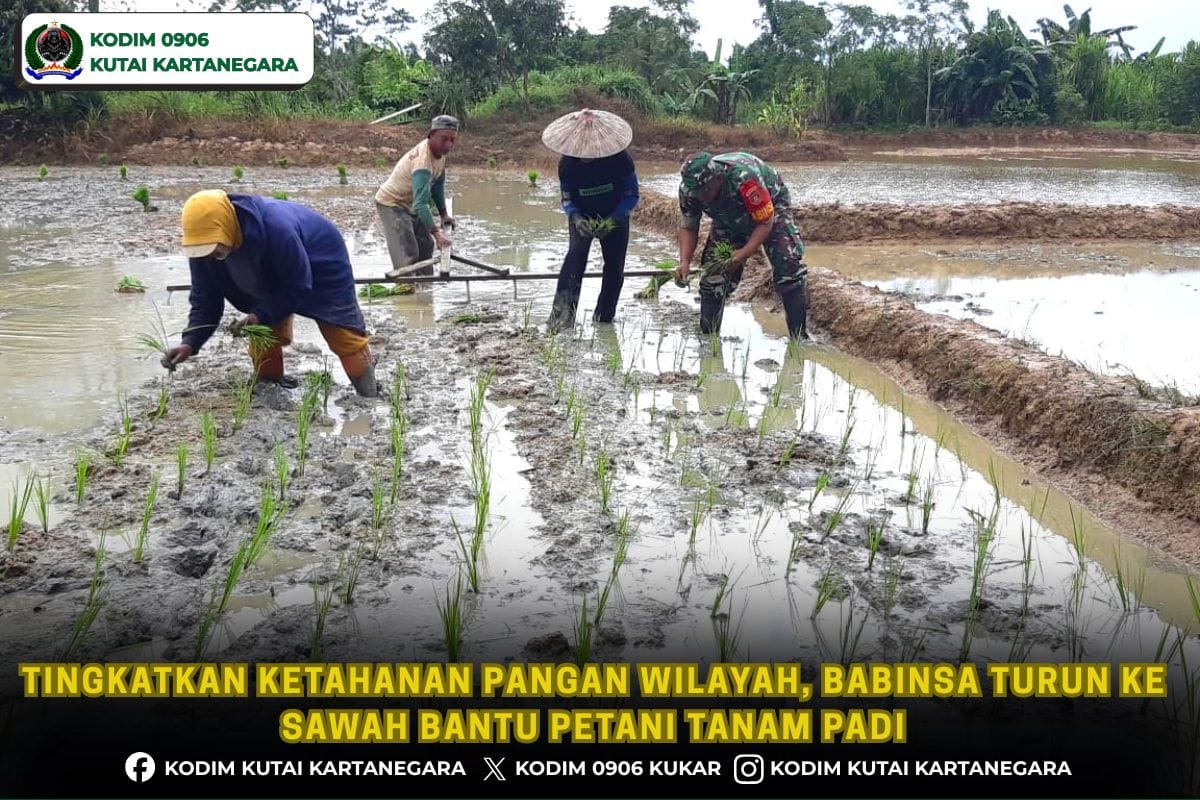 Tingkatkan Ketahanan Pangan Wilayah, Babinsa Turun ke Sawah Bantu Petani Tanam Padi