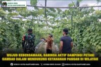 Wujud Kebersamaan, Babinsa Aktif Dampingi Petani Gambas Dalam Mendukung Ketahanan Pangan Di Wilayah