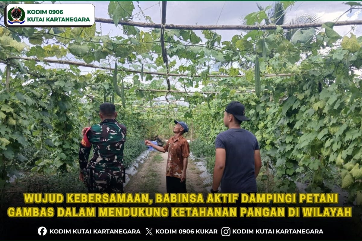 Wujud Kebersamaan, Babinsa Aktif Dampingi Petani Gambas Dalam Mendukung Ketahanan Pangan Di Wilayah Wujud Kebersamaan, Babinsa Aktif Dampingi Petani Gambas Dalam Mendukung Ketahanan Pangan Di Wilayah