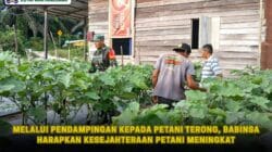 Melalui Pendampingan kepada Petani Terong, Babinsa Harapkan Kesejahteraan Petani Meningkat