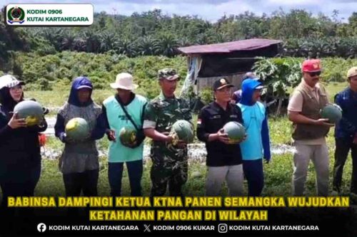 Babinsa Dampingi Ketua KTNA Panen Semangka Wujudkan Ketahanan Pangan di wilayah