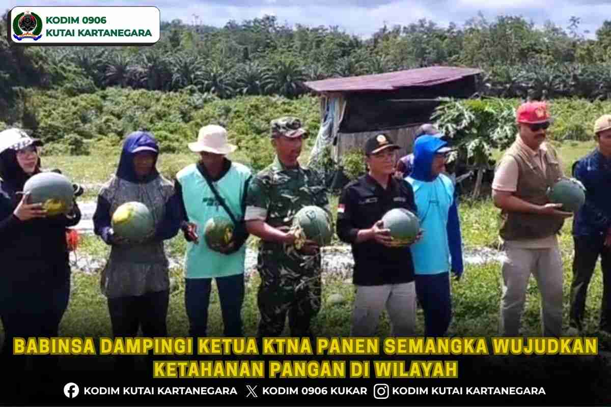 Babinsa Dampingi Ketua KTNA Panen Semangka Wujudkan Ketahanan Pangan di wilayah Babinsa Dampingi Ketua KTNA Panen Semangka Wujudkan Ketahanan Pangan di wilayah
