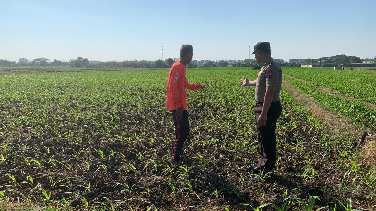 Bhabinkamtibmas Kademangan Pererat Kemitraan dengan Petani Demi Ketahanan Pangan Bhabinkamtibmas Kademangan Pererat Kemitraan dengan Petani Demi Ketahanan Pangan
