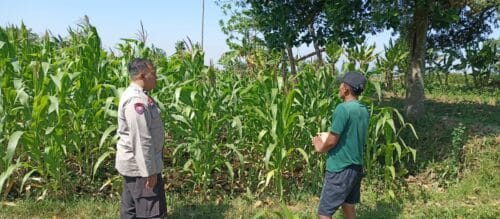 Bhabinkamtibmas Wonomerto Turun ke Lahan Jagung, Pastikan Tanaman Tumbuh Optimal