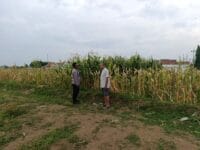 Polisi Sambangi Petani Jagung di Triwung Lor, Siap Bantu Penanganan Hama hingga Pembersihan Lahan